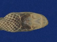 過山刀藏品圖，第2張